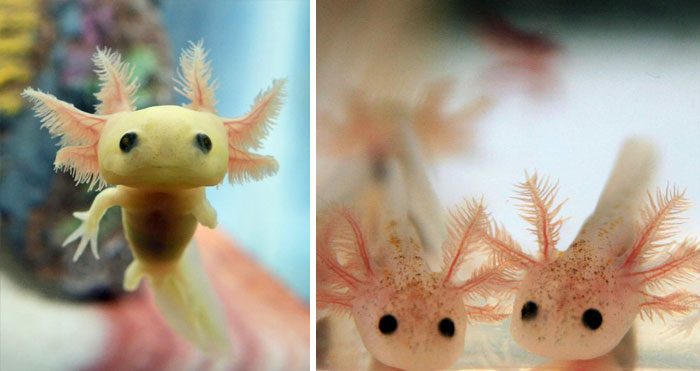 10+ Rare Animal Babies You Have Probably Never Seen Before