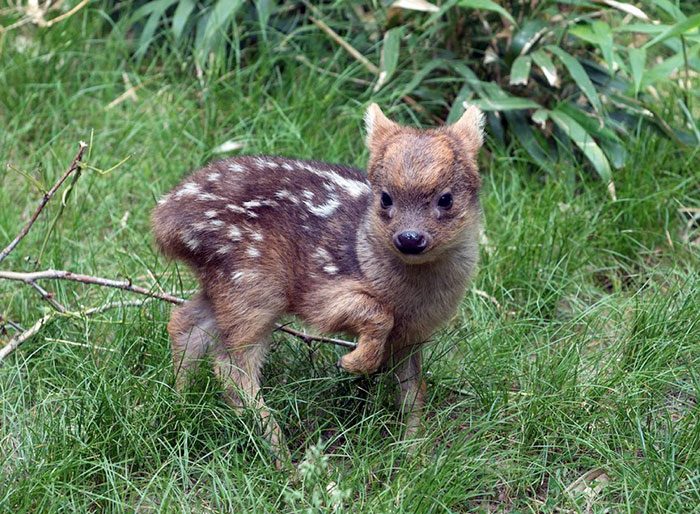 10+ Rare Animal Babies You Have Probably Never Seen Before